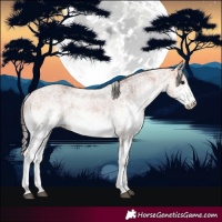 Horse Color:White Spotted Bay 