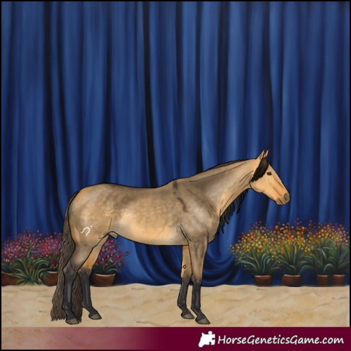 Horse Color:Buckskin Dun 