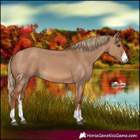 Horse Color:Red Dun 