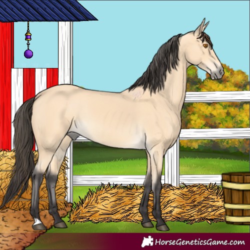 Horse Color:Buckskin 