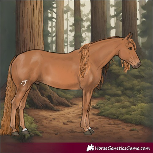 Horse Color:Chestnut 