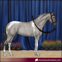 Horse Color:Grullo Roan Tobiano Rabicano 