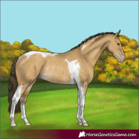 Horse Color:Classic Cream Champagne Dun Tobiano Rabicano 