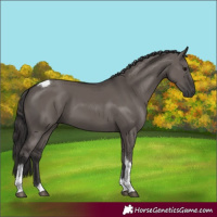 Horse Color:Smoky Grullo Tobiano Rabicano 