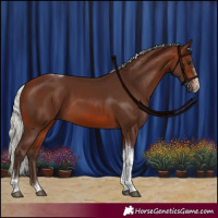 Horse Color:Silver Brown Sabino Tobiano Rabicano 