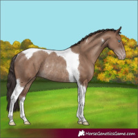 Horse Color:Classic Champagne Tobiano Rabicano