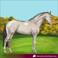Horse Color:Classic Champagne Dun Tobiano Rabicano 