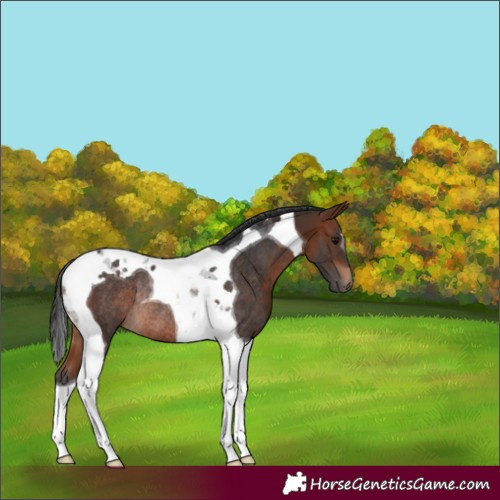 Horse Color:Bay Tobiano Rabicano