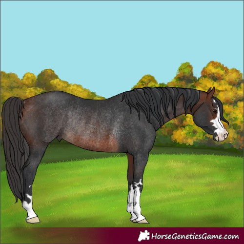 Horse Color:Bay Rabicano 