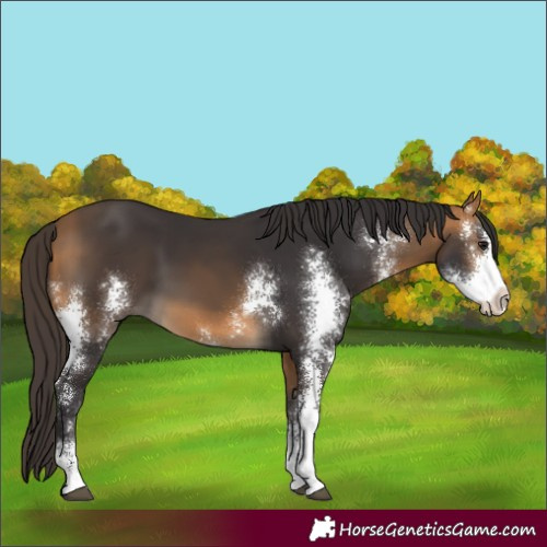 Horse Color:Buckskin Sabino 