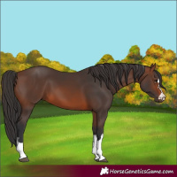 Horse Color:Brown 
