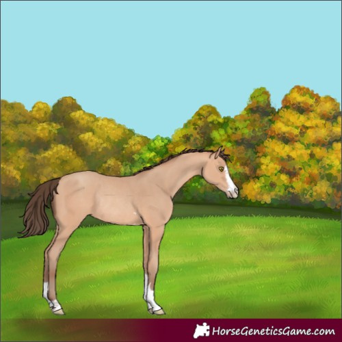 Horse Color:Amber Champagne Rabicano 