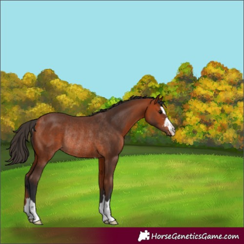 Horse Color:Bay Rabicano