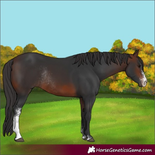 Horse Color:Brown Sabino Rabicano 