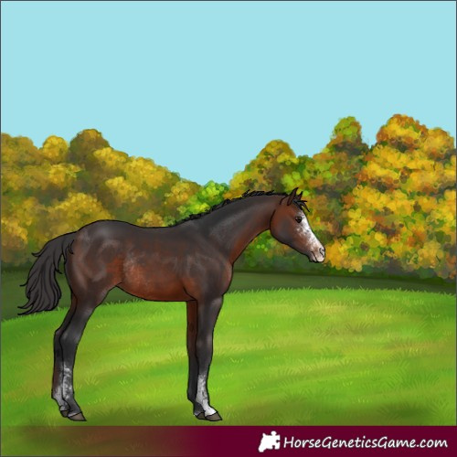 Horse Color:Brown Sabino Rabicano 