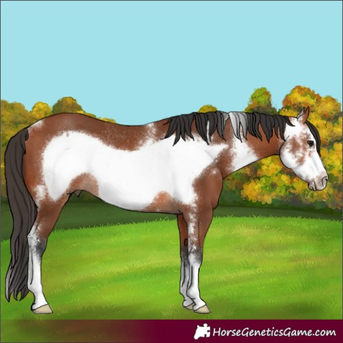 Horse Color:Bay Sabino Frame Rabicano 