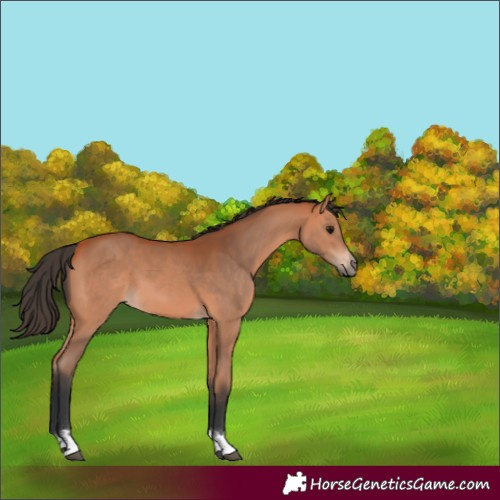 Horse Color:Bay 