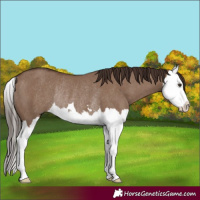 Horse Color:Liver Red Dun Splash Rabicano