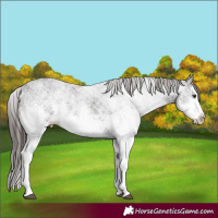 Horse Color:White Spotted Liver Chestnut Splash 