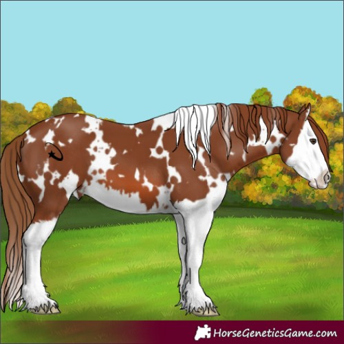 Horse Color:White Spotted Chestnut Splash 