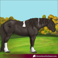 Horse Color:Liver Chestnut Tobiano 