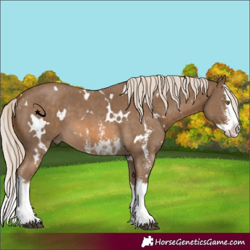 Horse Color:Unknown 