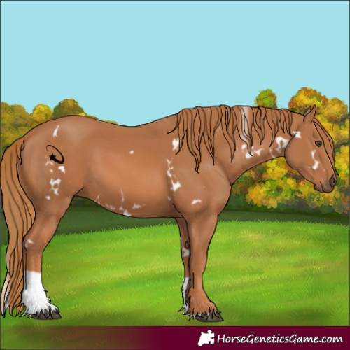 Horse Color:White Spotted Chestnut Tobiano