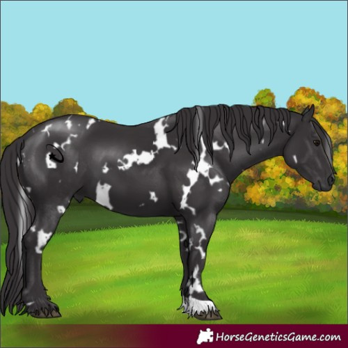 Horse Color:White Spotted Smoky Black