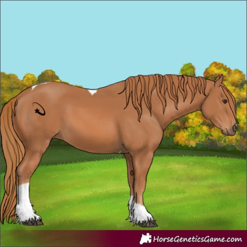 Horse Color:Chestnut Tobiano 