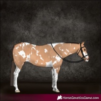 Horse Color:White Spotted Bay Dun Tobiano 