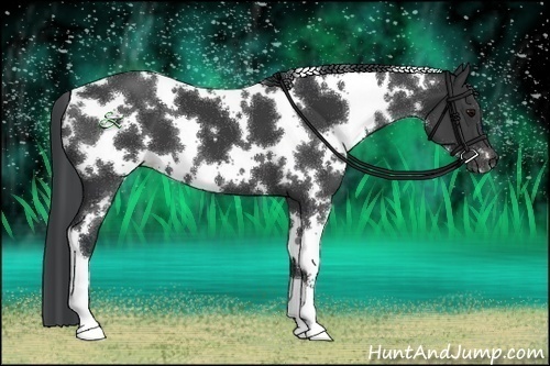 Horse Color:White Spotted Black 