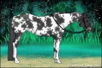 Horse Color:White Spotted Black 