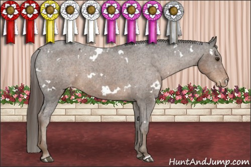 Horse Color:White Spotted Liver Chestnut Appaloosa 