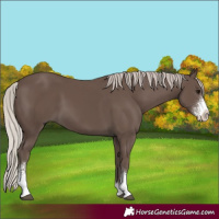 Horse Color:Silver Black Sabino 