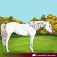 Horse Color:Liver Chestnut Sabino