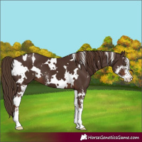 Horse Color:White Spotted Liver Chestnut Sabino