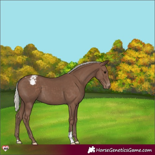 Horse Color:Silver Black Appaloosa 