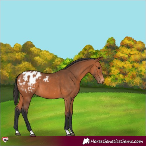 Horse Color:Bay Appaloosa 