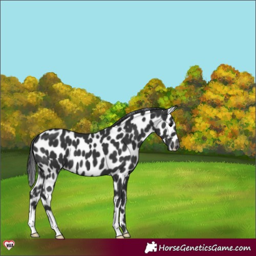 Horse Color:Black Appaloosa 
