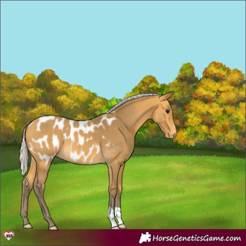 Horse Color:Silver Buckskin Appaloosa 