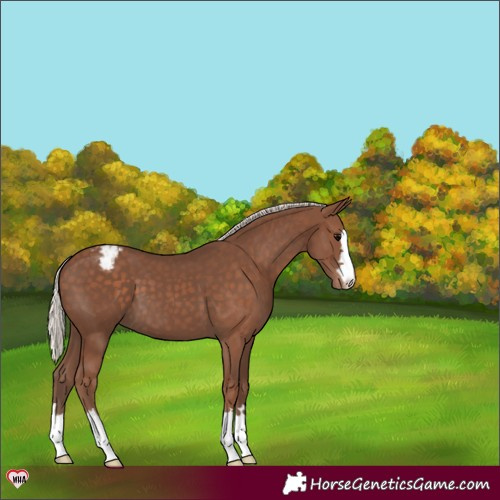 Horse Color:Silver Black Appaloosa 