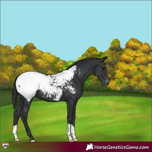 Horse Color:Black Appaloosa 