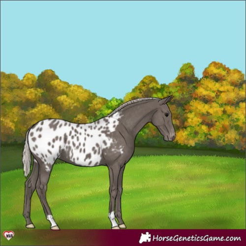 Horse Color:Silver Black Appaloosa 