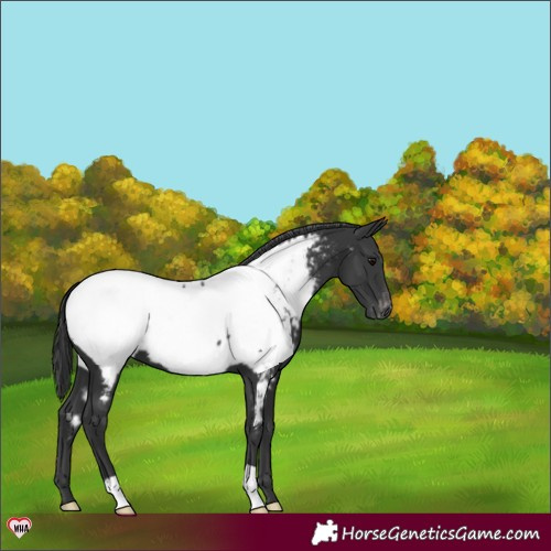 Horse Color:Black Near Fewspot 