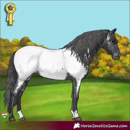 Horse Color:Black Near Fewspot 