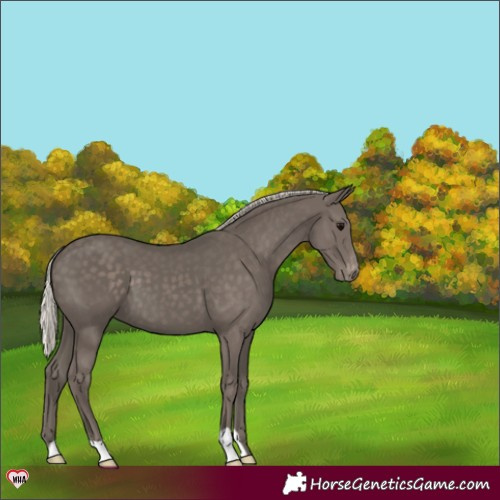 Horse Color:Silver Black Appaloosa 