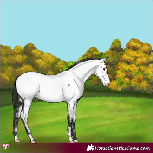 Horse Color:Black Appaloosa 