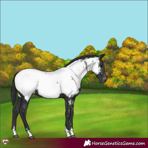 Horse Color:Black Appaloosa 