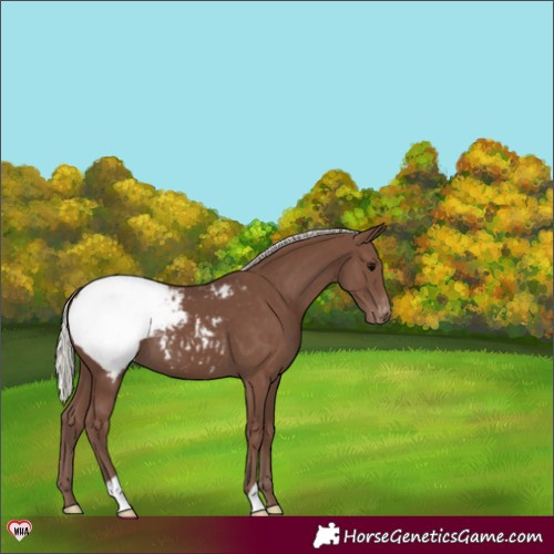 Horse Color:Silver Black Snowcap 