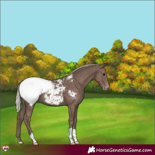 Horse Color:Silver Black Appaloosa 